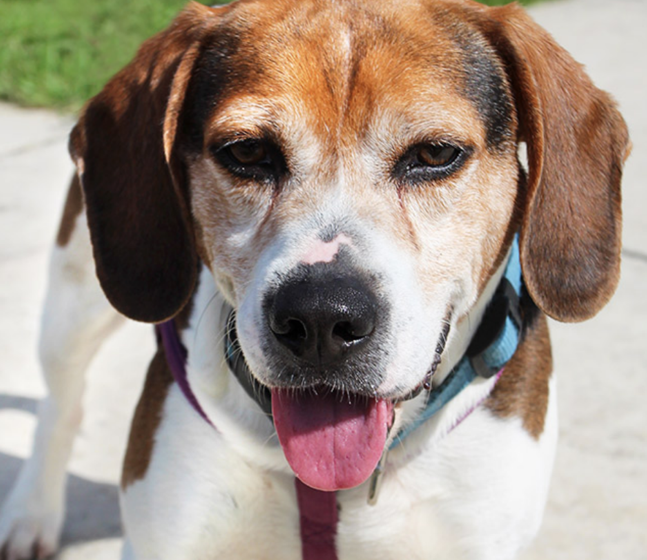 Chowder
"Oh hi there! I’m the handsome Chowder! You know what I really enjoy? Going outside for walks! I love to sniff, sniff, sniff everything while I’m out exploring. Oh and I absolutely love getting all the attention! Let’s meet soon so that you can see what a friendly cool dude I am."