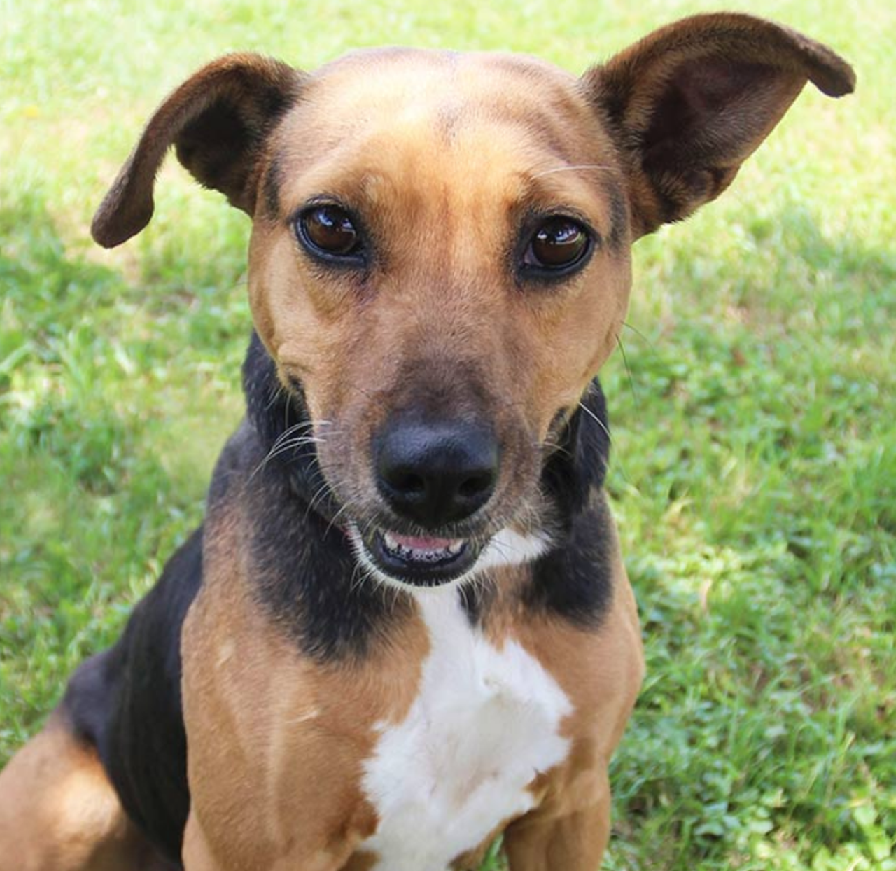 Leilani
"Hi, I’m Leilani! Do you like my floppy ears? People around here seem to like them and they seem to think I’m very pretty too. I love to be around people but can be a tiny bit shy in new situations. I am sweet, gentle, easygoing, and ready to hang out with you!"
