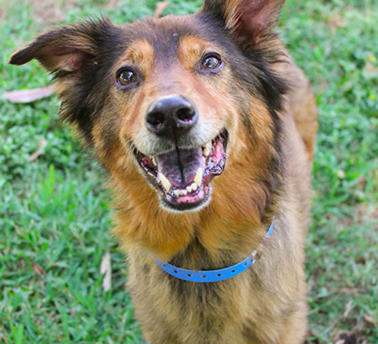 Simba
"You wouldn’t believe I’m an older gentleman when you see me trotting around, but hey, when you feel good, you show it. I’m gentle but playful. Whoever said fun was for the young didn’t know anything about age. I adore treats and will sit for them and then take them from your hand gently. You’ll notice my front legs are misshapen – they were probably injured in my youth and a bit of arthritis has set in, but medicine helps keep me frisky. I don’t worry and you shouldn’t either. Let’s just go home and have fun."