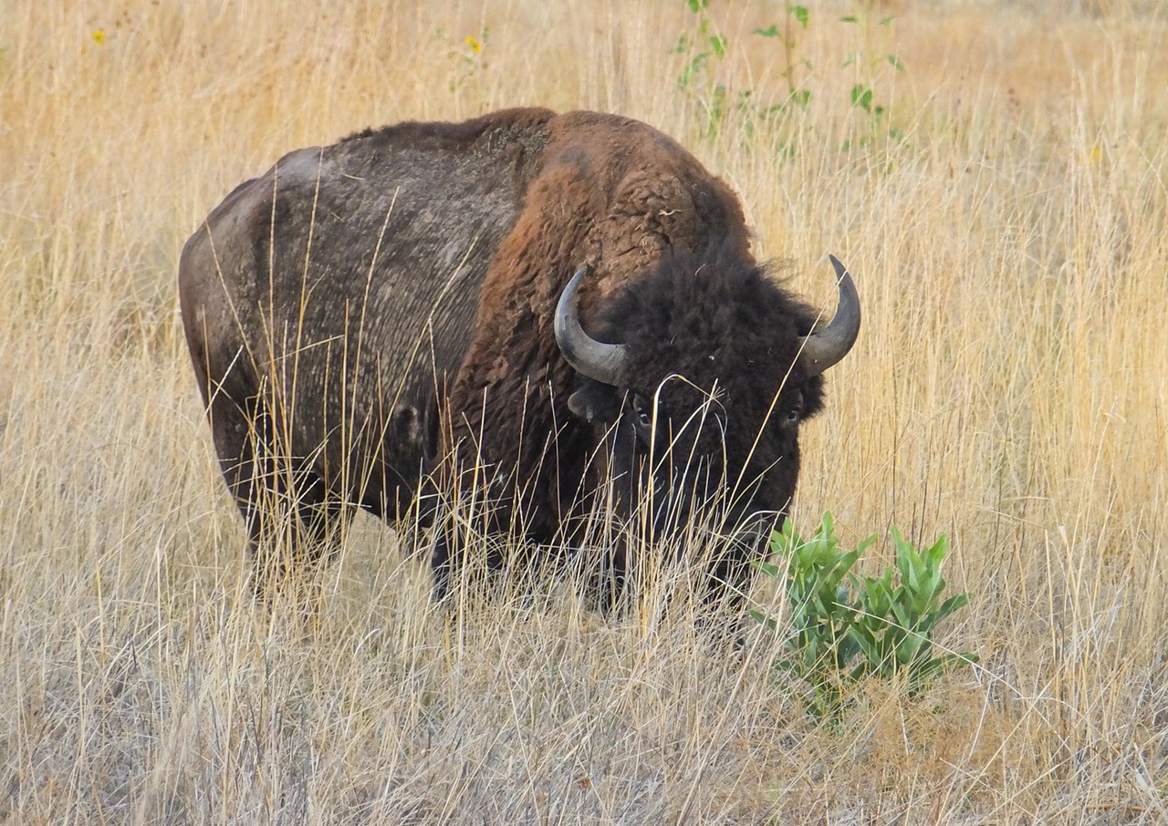 You can’t shoot a buffalo.
In most scenarios, you are completely allowed to shoot a buffalo in the state of Texas. The exception? It’s supposedly Texas law that you can’t shoot a buffalo from the second story of a hotel.
Photo via Flickr / Michael Whyte