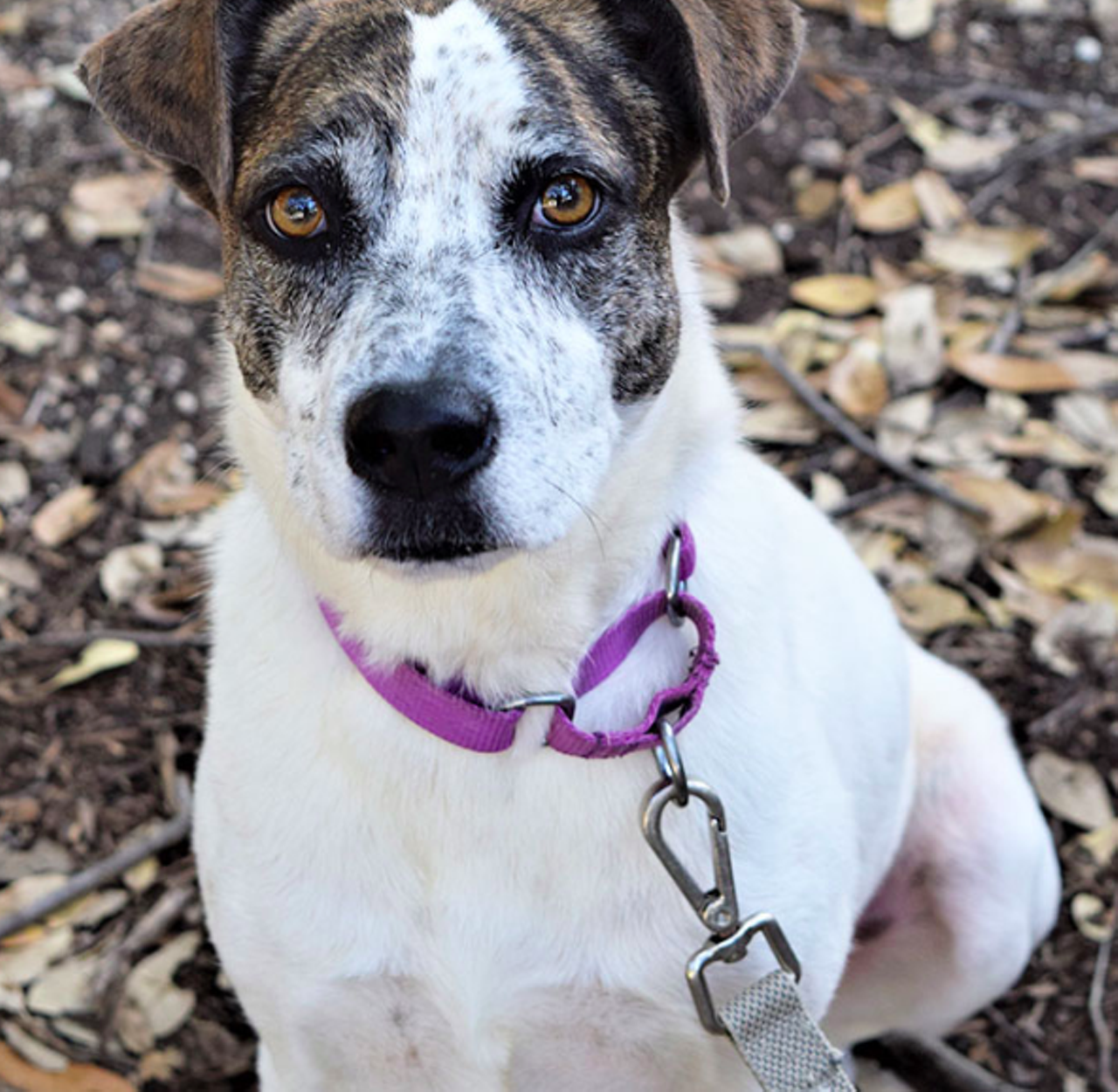 Peso
"Hola! My name is Peso! I LOVE to give kisses and I LOVE receiving lots of love! I  walk great on a leash and enjoy going out on my daily walks. All I want is to find my furever family. Could your family possibly be the one I’ve been looking for?"