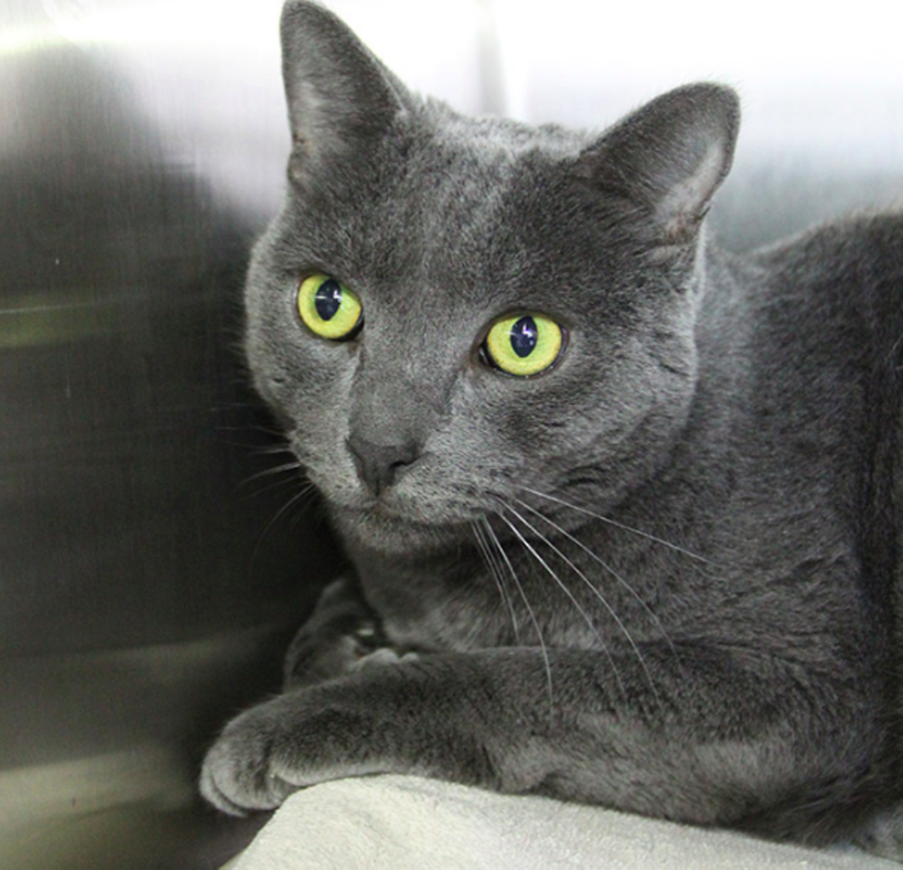 Billiam
"I’m one of the best hunks you will ever meet. I’m very friendly and affectionate. I love getting attention and don’t mind being cuddled. I would love to go to your home to show you how incredible I really am. Please adopt me today!"