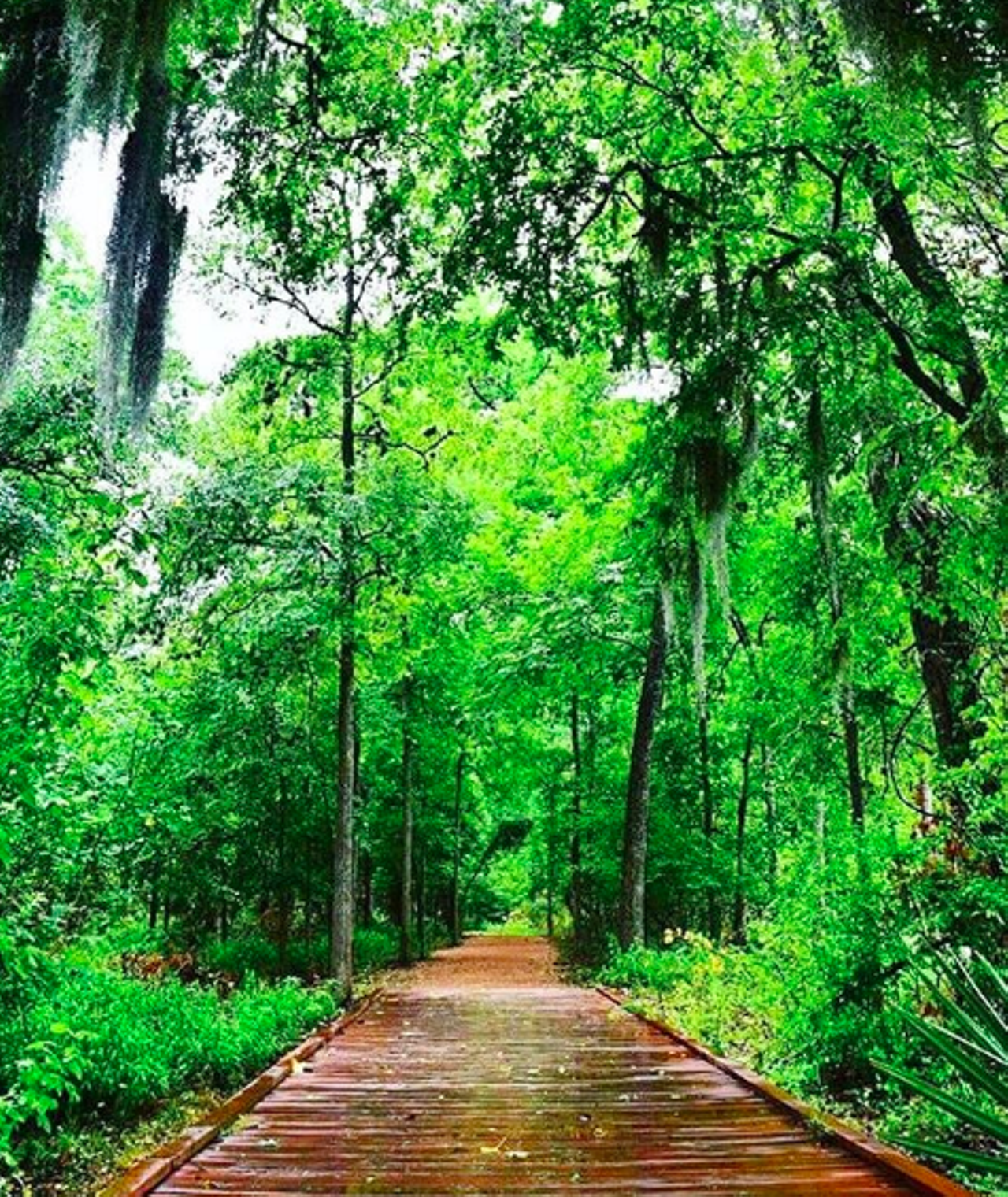 Palmetto State Park
78 Park Road 11 S, Gonzales, (830) 672-3266, tpwd.texas.gov
Just an hour away you’ll find the oases of Palmetto State Park. With multiple water sources, including the San Marcos River, the park is home to a variety of animals and plants. That’s one way to keep little ones entertained. If that doesn’t work, you still have swimming, tubing, finishing and exploring by canoe as well as hiking a LOT.
Photo via Instagram / tawa_ties