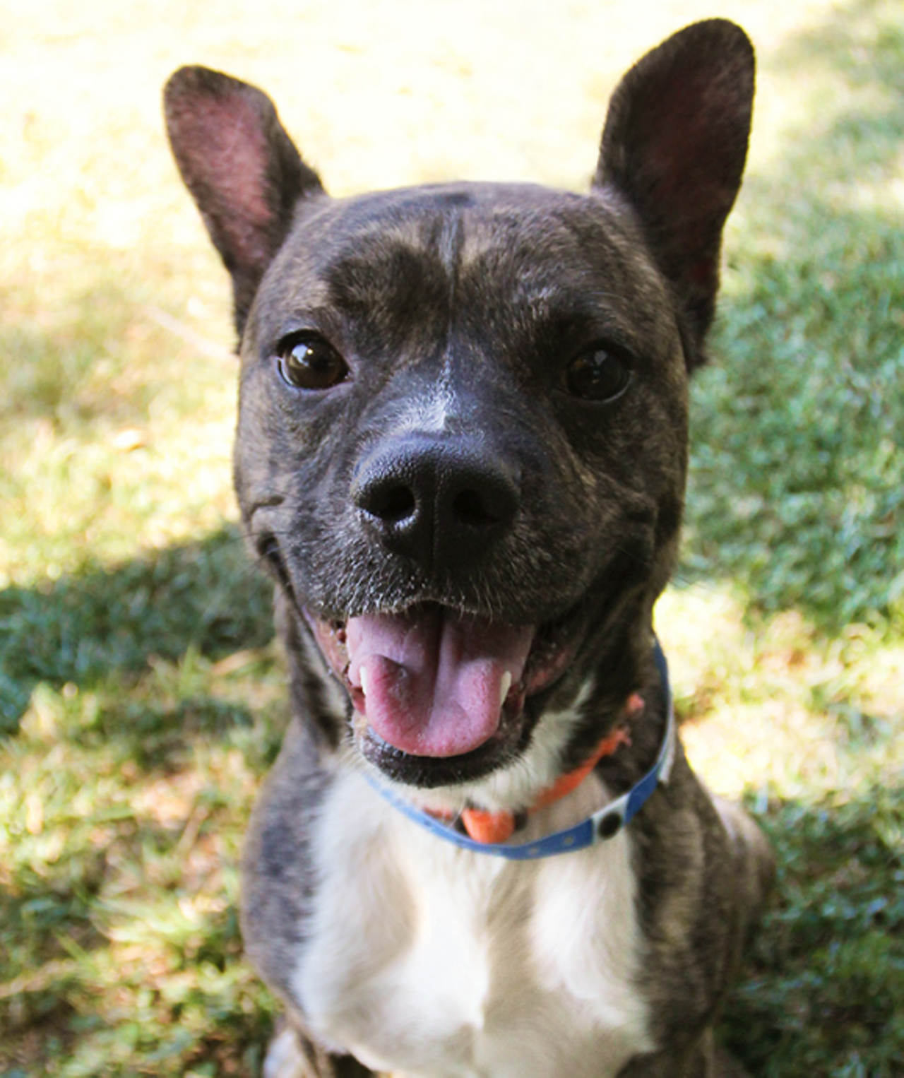 Rockford
"Heeeeeelllloooooo! I’m Rockford! I’m the new kid in town and I’m ready to rock-n-roll! I’m a bundle of energy who’s always gung ho to be taken for a walk! I will fit in best with an active person who can handle my excitement when I’m the leash. If you’re looking for a fun dog who’s ready to have a good time and cheer you up, then I’m you’re man! 😎"