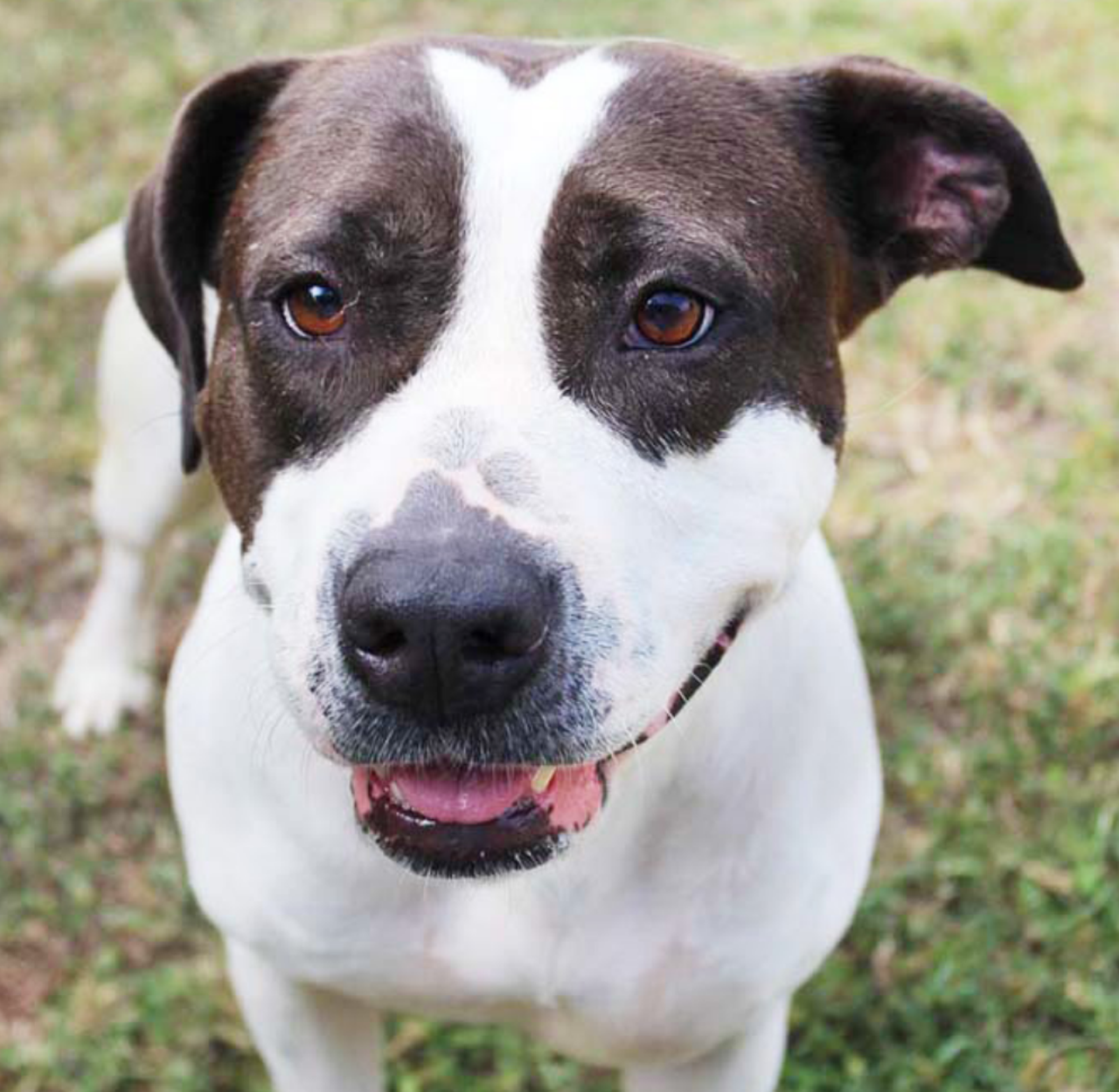 Nix
"Hi there, my name is Nix! I hope you’ll come by and meet me soon because I love to meet new people! I do enjoy a tasty meaty dog treat and going for walks. Everyone says that I am a sweet girl and I hope you’ll think so too."