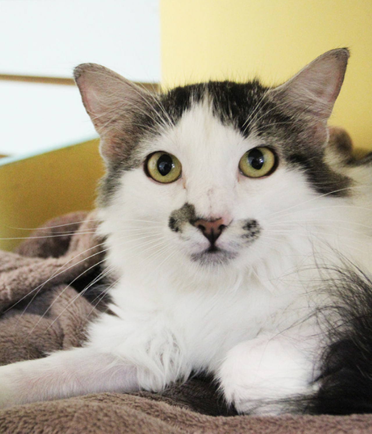 Sabrina
"Hi, I’m Sabrina! I’m a sweet and friendly girl with a fluffy tail. I enjoy pets on the head and am looking for a loving home where I can relax. I would love to be your new kitty friend! Come by and meet me so that we can get to know each other."