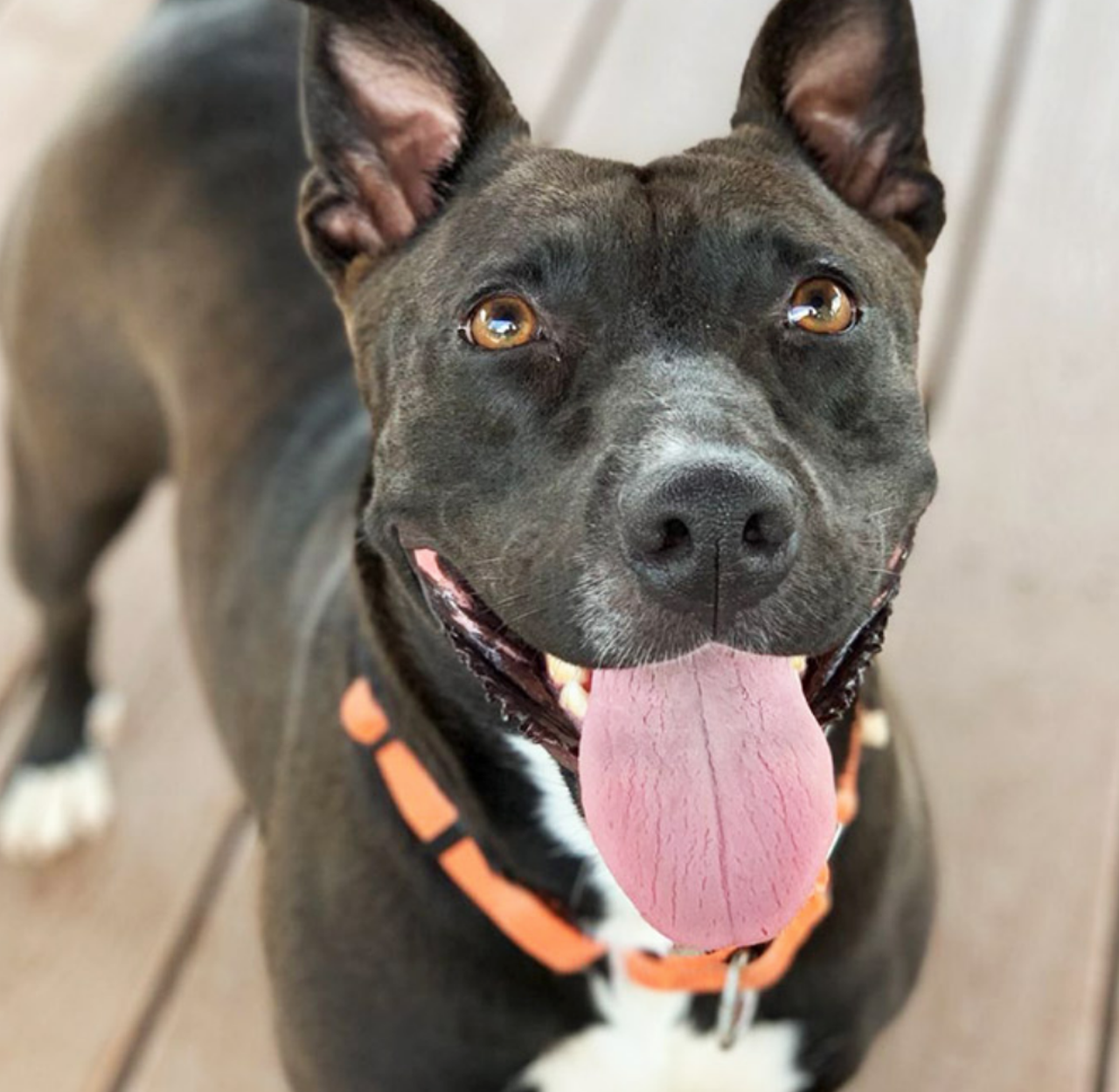 Tala
"Hi, I’m Tala! I’m a chunky yet funky girl who is looking for my forever home. I am very energetic and love to play fetch! I walk very well on a leash, so walks are a breeze for me. Come visit me and let’s go for a walk!"