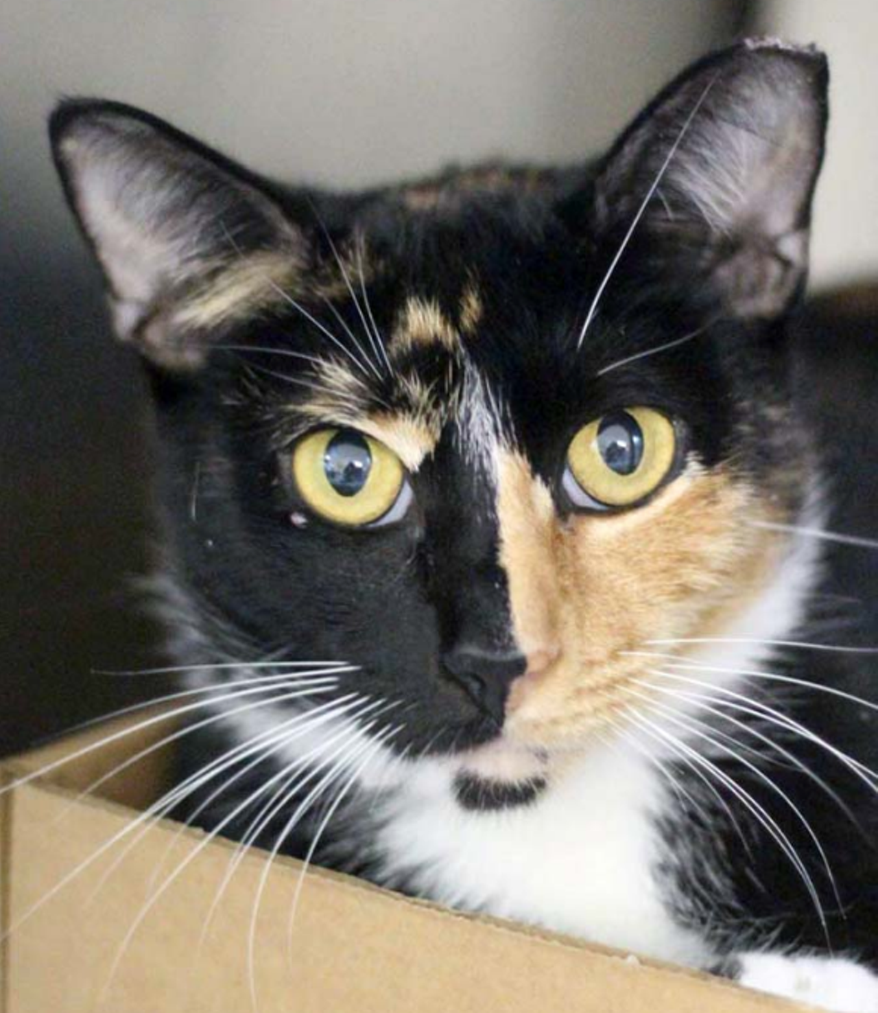 Crissy
"Don’t I have a unique face? I have a unique personality too! Anyone would be so happy to have me in their home. Are you that person? If so, you should come adopt me today!"
