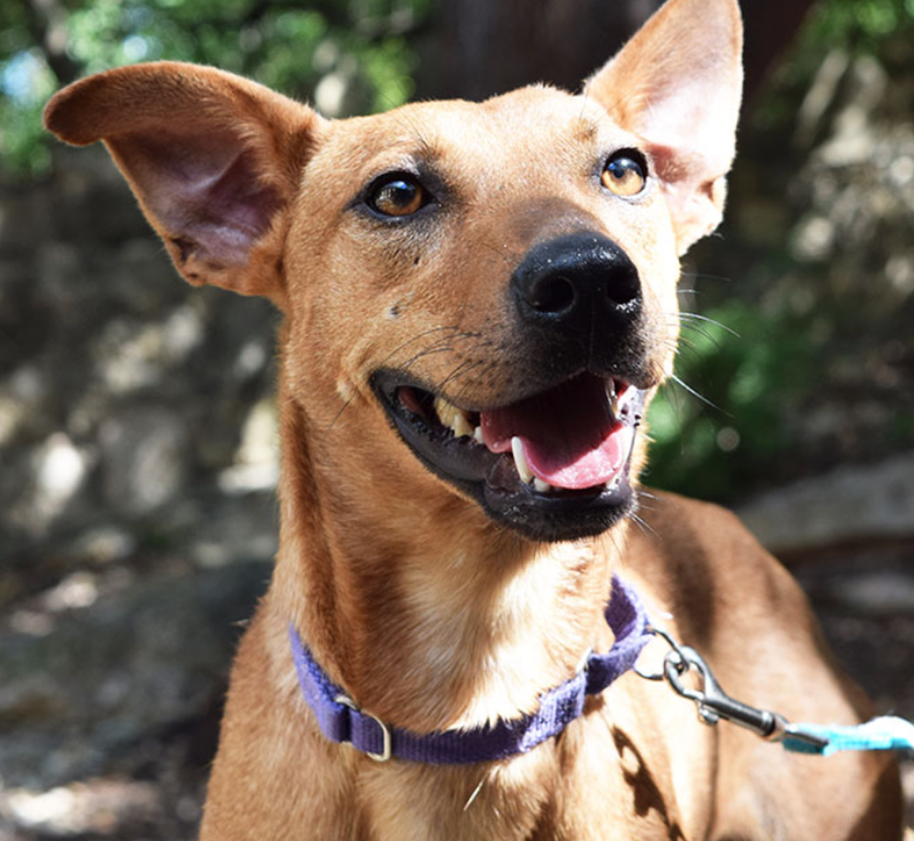 Roxanne
"Hi, I’m Roxanne! I’m a very sweet and affectionate young girl. I always want to be right by your side! I’m looking for a home that understands to go slow with me and I will show you all the love! I love to go on walks. Would you like to take me for one?"