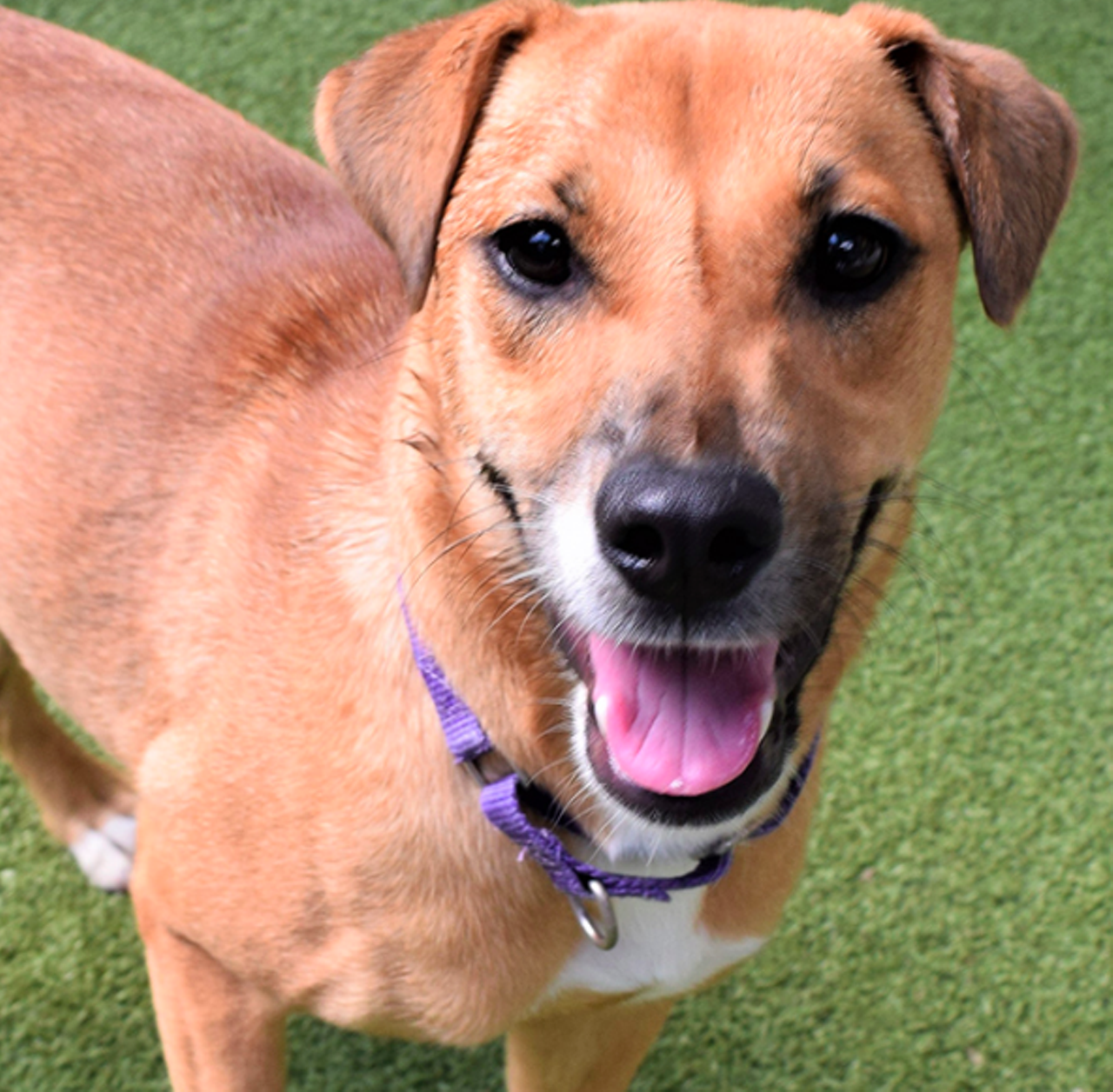 Felicity
"Hi, I’m Felicity! I’m a fun loving girl with a heart of gold. I’m always excited to meet everyone! I’ll would love a home where I can have lots of toys and exercise to keep me occupied, so I can get all of my energy out. I would be the best family dog and can’t wait to join yours!"