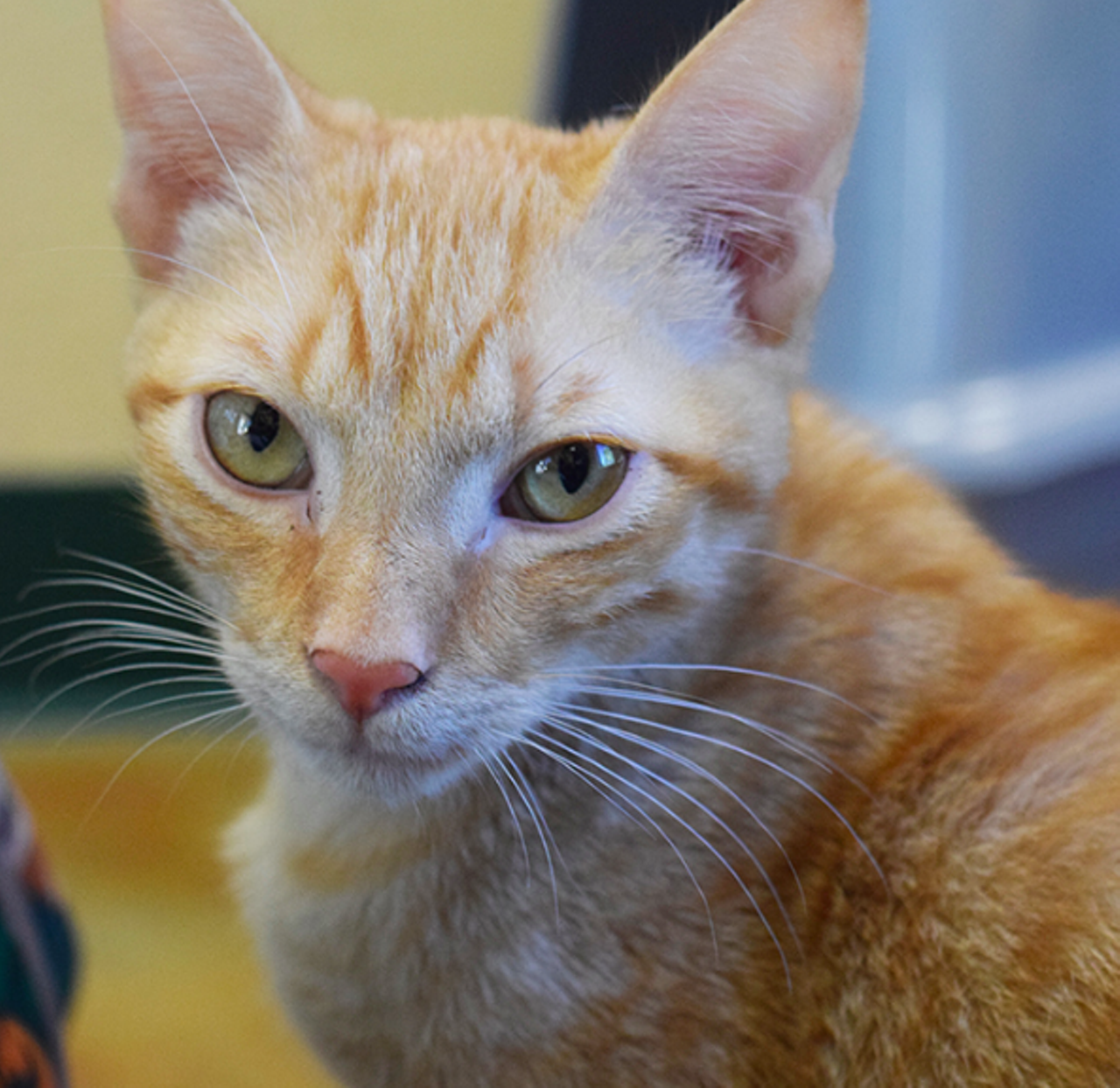Quil
"Hi, I’m Quil! I’m a really mellow guy who enjoys hanging around and enjoying the little things in life. I have my  playful side as well and love anything I can chase!"