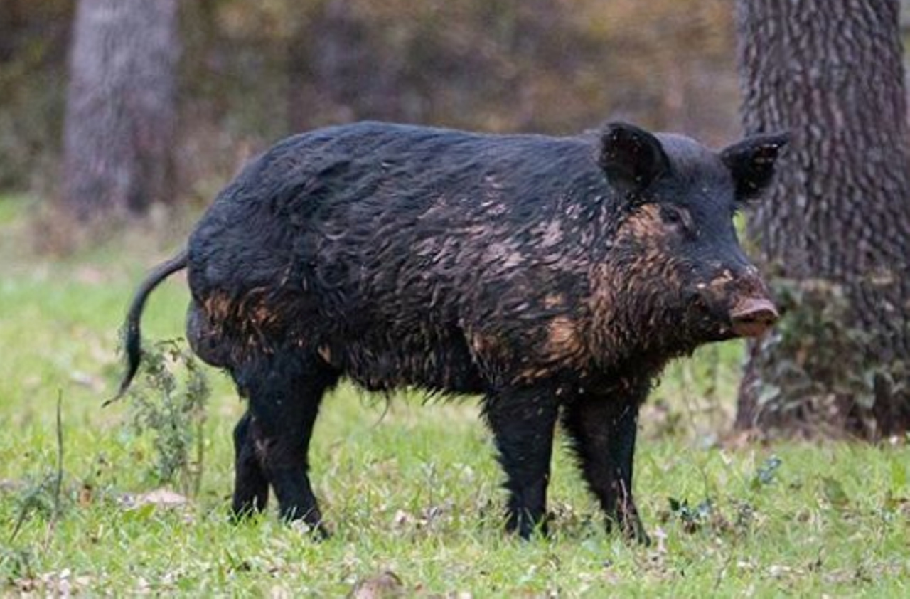 A feral hog
Feral hogs are a dime a dozen ‘round these parts, so you may be tempted to pay homage to the chubby creature. If you do, prepare to get some looks of disgust, and, of course, some puzzled laughs.
Photo via Instagram / kkcoutdoors