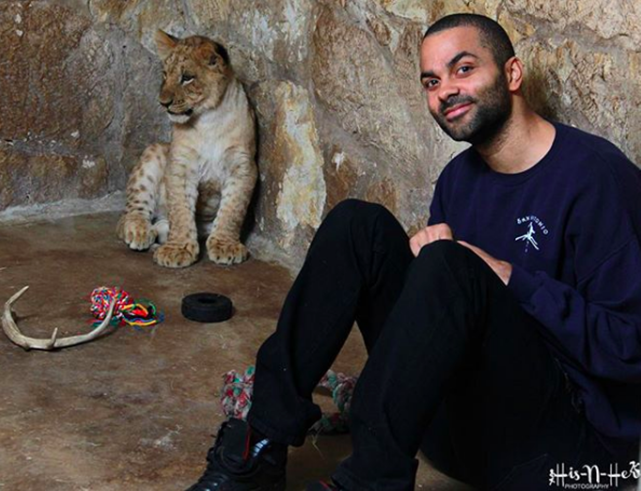He named cubs at the San Antonio Zoo.
When you’ve got as much pull as Tony Parker does, it only makes sense that you get to do cool stuff — like name lion cubs born at the local zoo. Ok, he won a bid to do so at a zoo fundraiser, but that’s what his wealth is for, right? In 2015, he took the opportunity to name a trio of cubs after his family: TP (himself, duh), Axelle (his wife) and Josh (his son). The following year, Tony got to name jaguar cubs born at the zoo, christening them Milan and Liam.
Photo by @hisnherphotography via Instagram / _tonyparker09