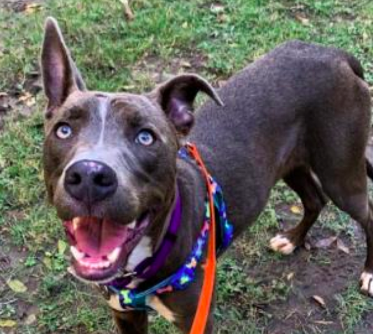 Grey
"I am a very good boy that walks very well on a leash and I am very patient during obedience training! I have lots of energy and I'll need someone that can keep up with me. Enough chatting, let's go for a walk!"