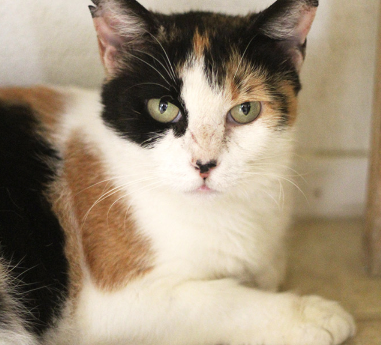 Ellawese
"I'm a calm, pretty calico. I really love lounging around and sleeping. If you ever visit me in the Cattery, you'll catch me in the middle of one of my many siestas. I don't mind being woken up as long as you pet me when you do. Take me home and we can siesta together!"