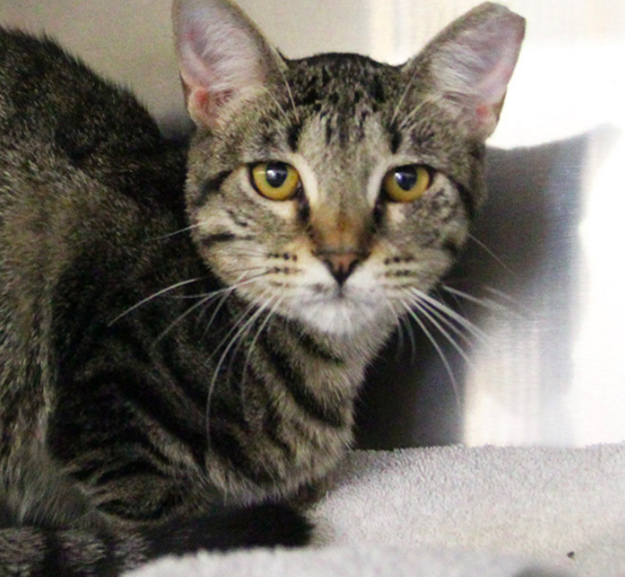 Pudge
"Hi, I’m Pudge! I’m a sweet tabby kitty but a bit bashful right now. It must be because I’d much rather be in a loving and calm home with a nice friend who’ll be gentle with me. I’m really looking forward to finding that home soon where I can finally relax."