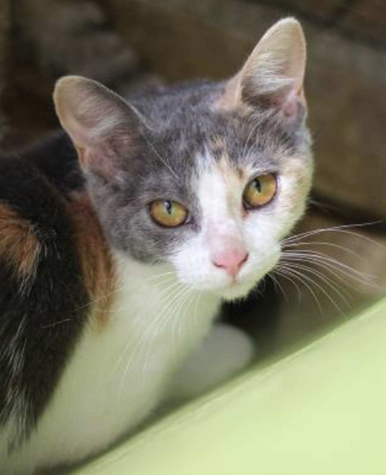 Rainbow
"Rainbow is a great name for me. I am beautiful to look at but can be elusive. I am very bashful and being in the Cattery is overwhelming. I could really use a quiet, calm home and I'm sure you'll be finding the pot of gold at the end my Rainbow soon!"