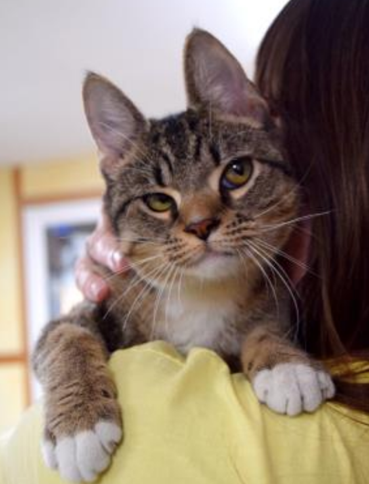 Chadie
"PLAY, PLAY, PLAY! Hi! I am Chadie! You might have guessed that I am a ball of energy and I LOVE to play! I have so many friends (Captain Americat is my FAVORITE!) and love everyone I meet. I like to cuddle after a long day of playing too!"