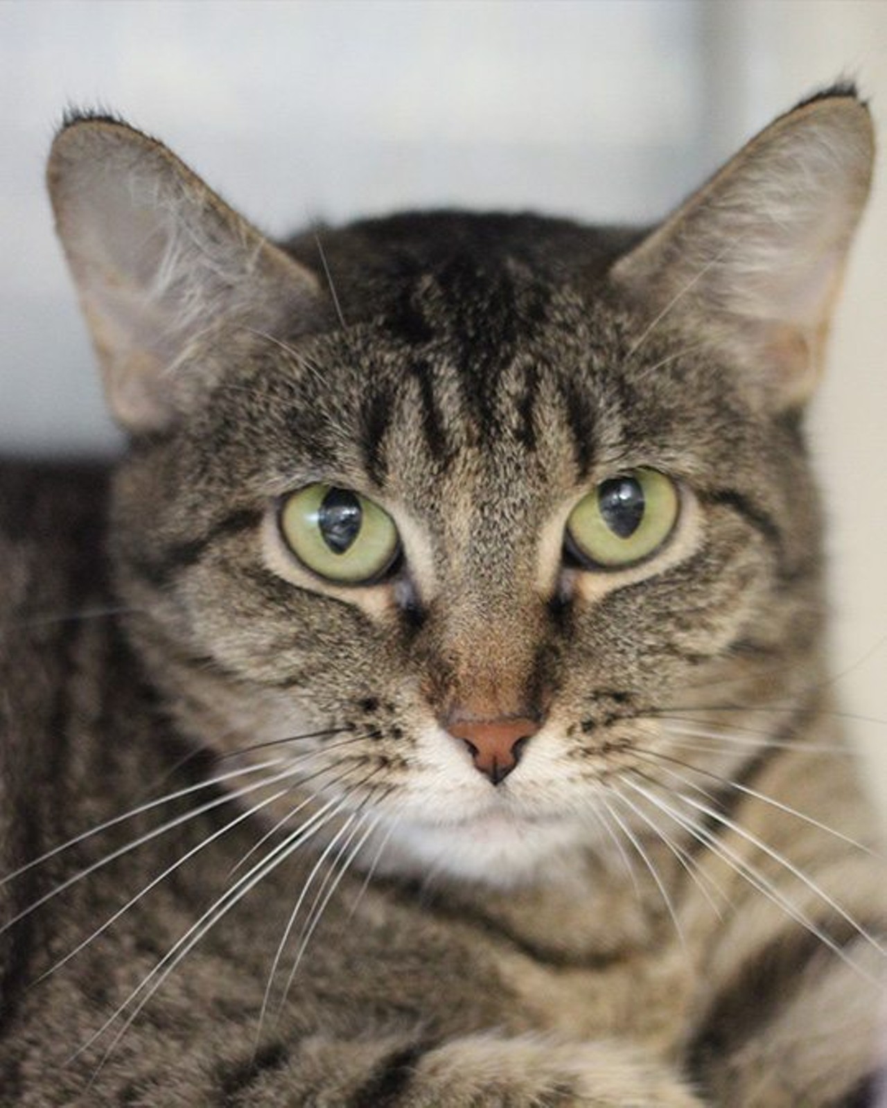 Nikki
"I&#146;m a relaxed and fairly calm tabby cat. Actually, I&#146;m a bit lazy and can be found cat napping and quietly lounging around. I&#146;m a friendly girl and enjoy being pet. If you&#146;re looking for a laid-back companion to keep you company, then come by and visit me!"