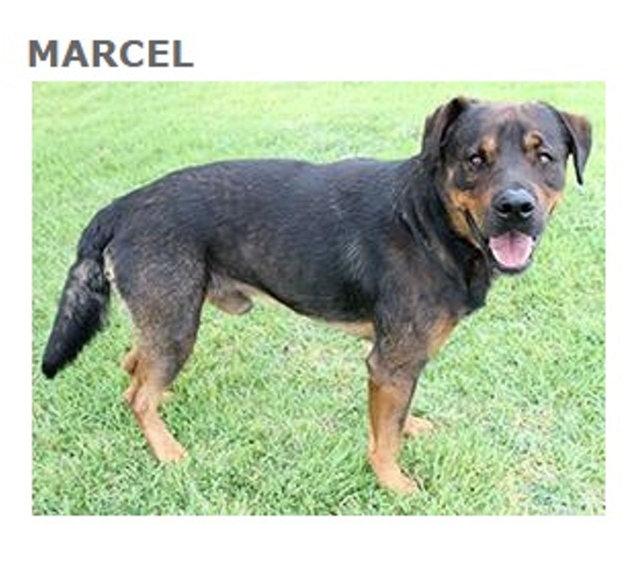 Marcel Is a black and brown Rottweiler Mix, he is about 5 years and 9 months old. He currently lives at the San Antonio Humane Society (ID #23587318). He and other cool pets like him will be available for adoption this Saturday May 23rd at Bark in the Park&#151;Perrito Grito at Rosedale Park