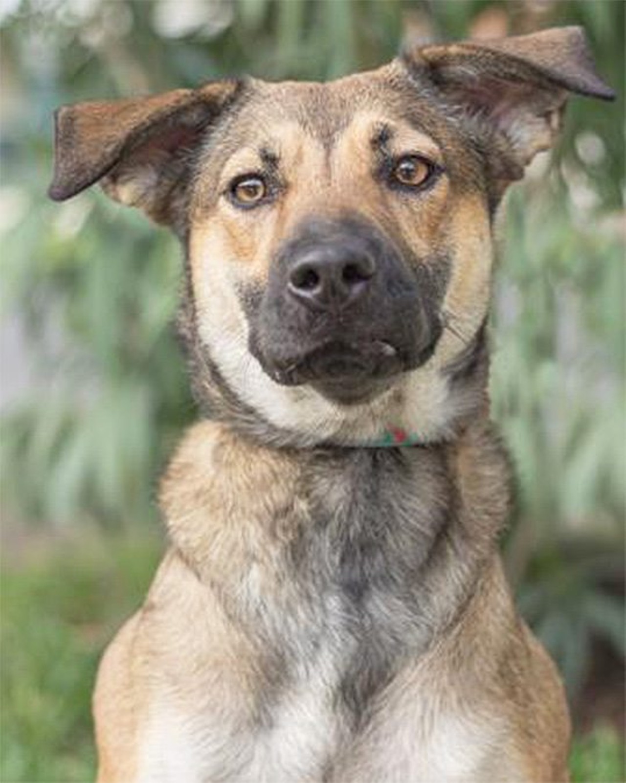  Coco
"Don&#146;t let my expression fool you, I&#146;m a friendly girl. I can sometimes be shy but I&#146;m generally energetic and happy. Don&#146;t my floppy coco colored ears make me look cute? Just imagine these eyes waking you up with kisses and love! Come by and visit me today!"