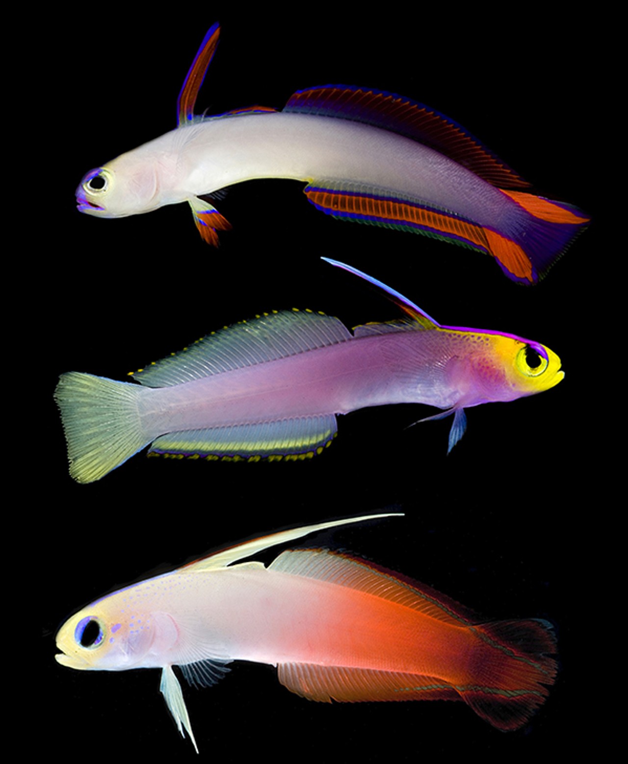 From top: Purple Firefish (Nemateleotris decora); Helfrichi's Firefish (Nemateleotris helfrichi); Firefish (Nemateleotris magnifica)