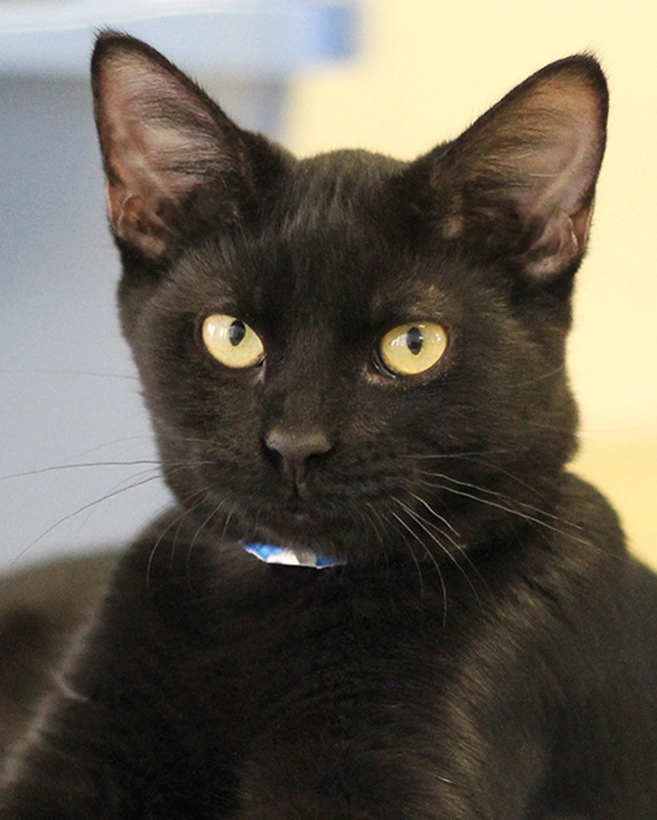Kevin
"Aren&#146;t I a handsome boy? I&#146;m a young kitty, so I&#146;m full of energy. I&#146;m playful and enjoy having cat toys around to keep my curious mind occupied. I&#146;m looking for a home where I can cuddle up next to my best friend. Please visit me so we can find out if we can be forever friends."