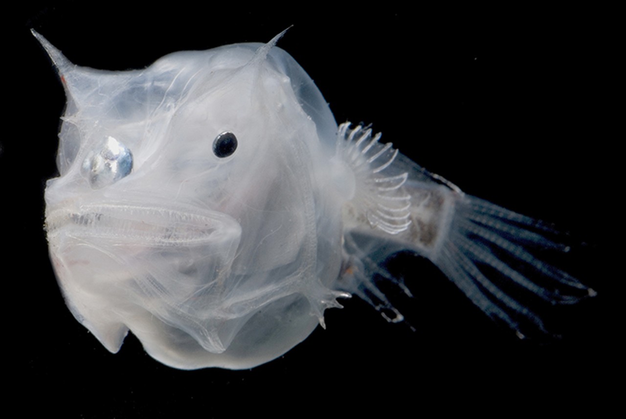 Phantom Anglerfish (Haplophryne mollis)