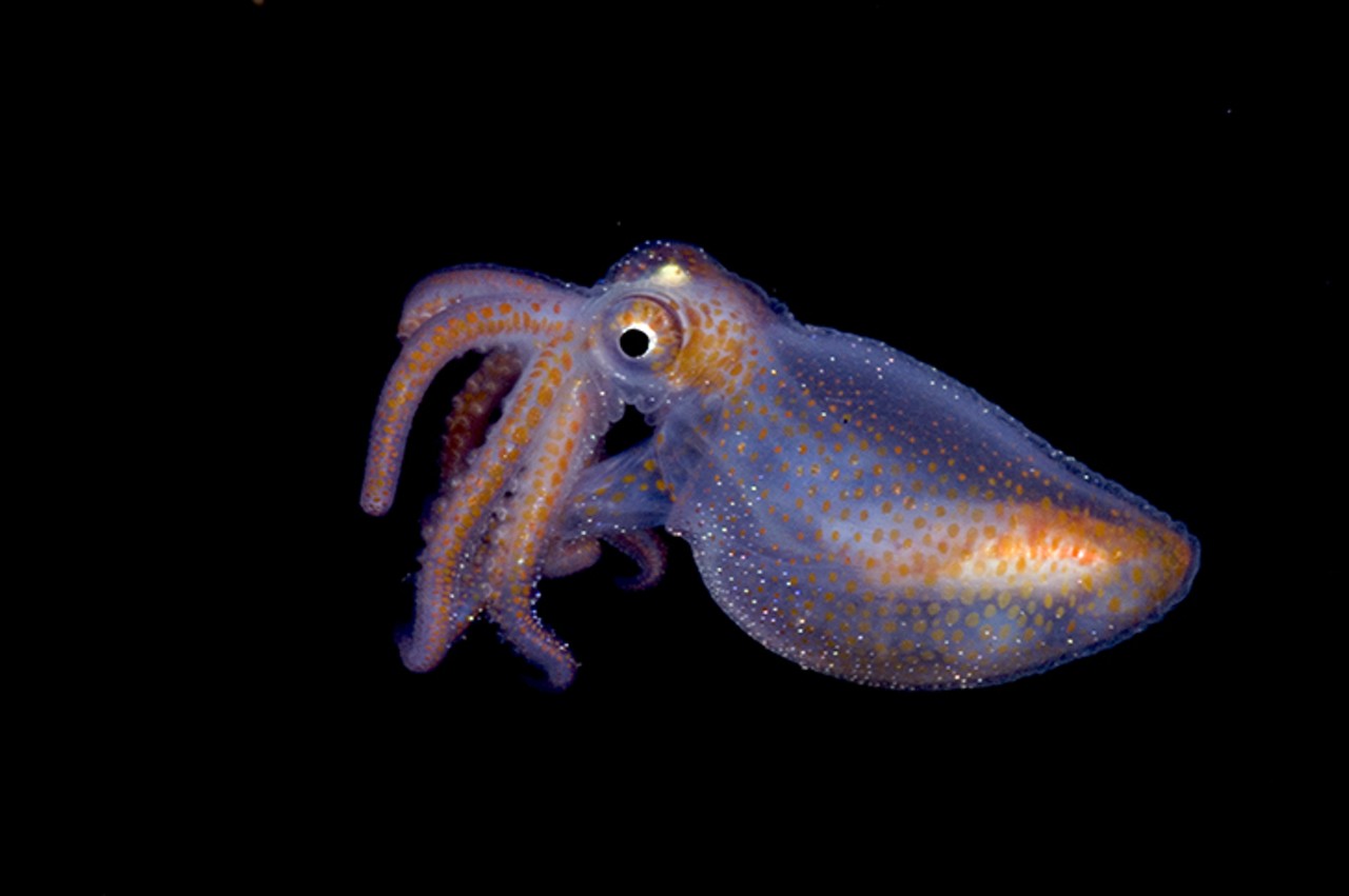 Juvenile octopod (paralarval octopod)