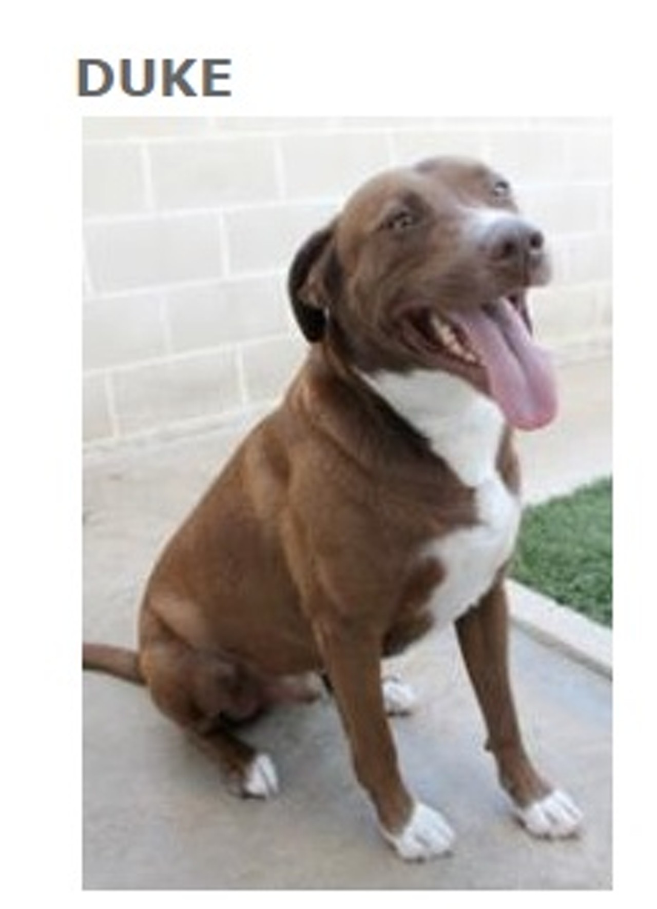Duke is a chocolate and white Retriever/ Lab mix, he is about 5 years and 4 months old. He currently lives at the San Antonio Humane Society (ID # 20406401). He and other fun pets like him will be available for adoption this Saturday May 23rd at Bark in the Park&#151;Perrito Grito at Rosedale Park.