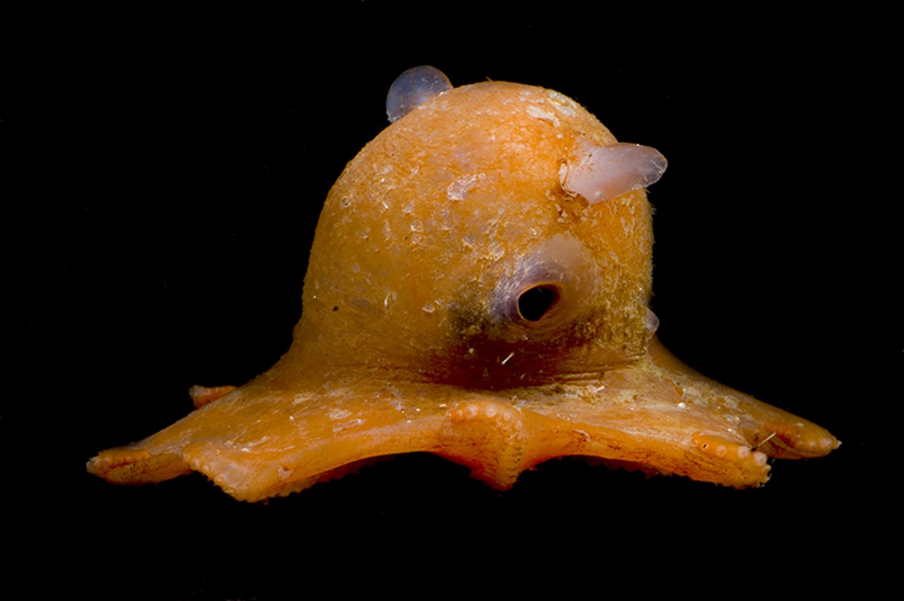 Dumbo Octopod (Grimpoteuthis)
