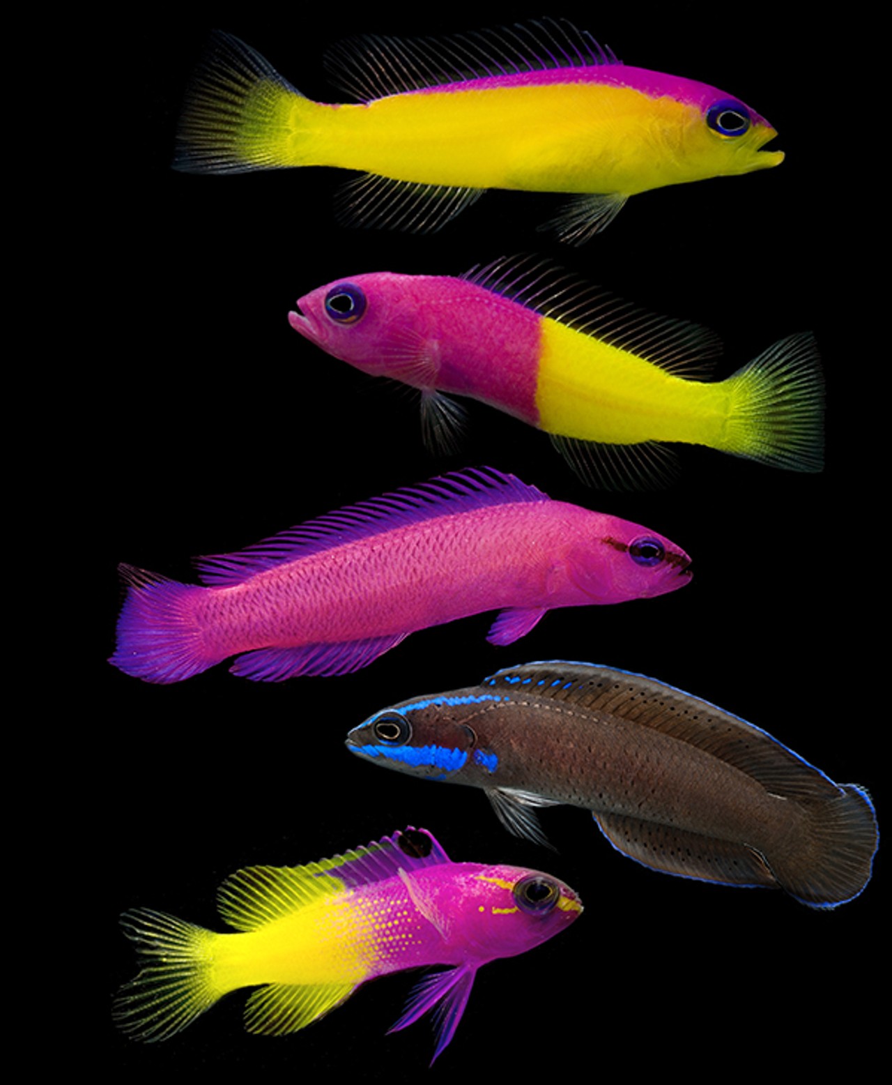 From top: Bicolor Dottyback (Pictichromis diadema); Blue-eye Royal Dottyback (Pictichromis dinar); Orchid Dottyback (Pseudochromis fridmani); Blue-striped Dottyback (Pseudochromis springeri); Royal Gramma (Gramma loreto)
