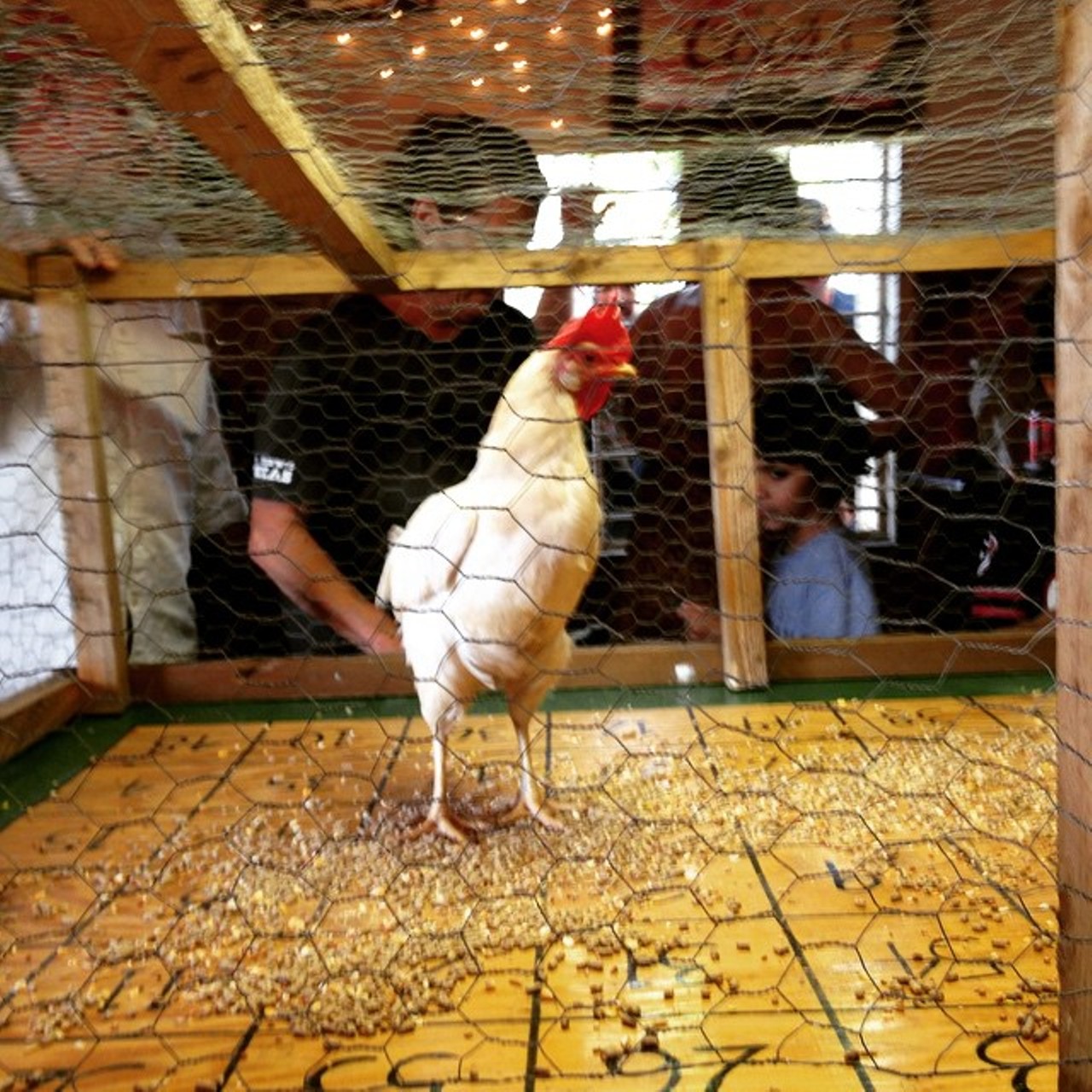 The Big T. Roadhouse
11781 FM 1346, thebigtroadhouse.com
The Big T. Roadhouse just outside of Alamo City in Adkins, Texas hosts a wacko event on Sundays called Chicken Shit Bingo, during which winning numbers are determined by a sporadically pooping chicken. 
Photo via Instagram (songsbury)