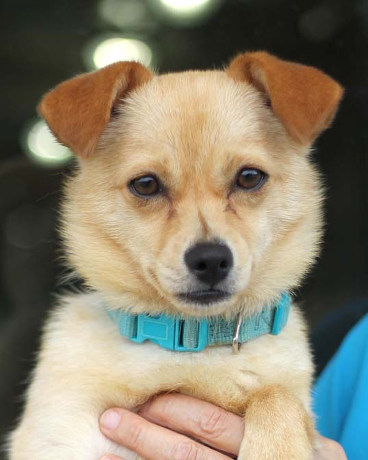 Miso is a brown shorthair Chihuahua mix, he is about 2 years old. He currently lives at the Animal Defense League (ID #A27689420).  Cute pets like him will be available for adoption this Saturday May 23rd at Bark in the Park&#151;Perrito Grito at Rosedale Park.