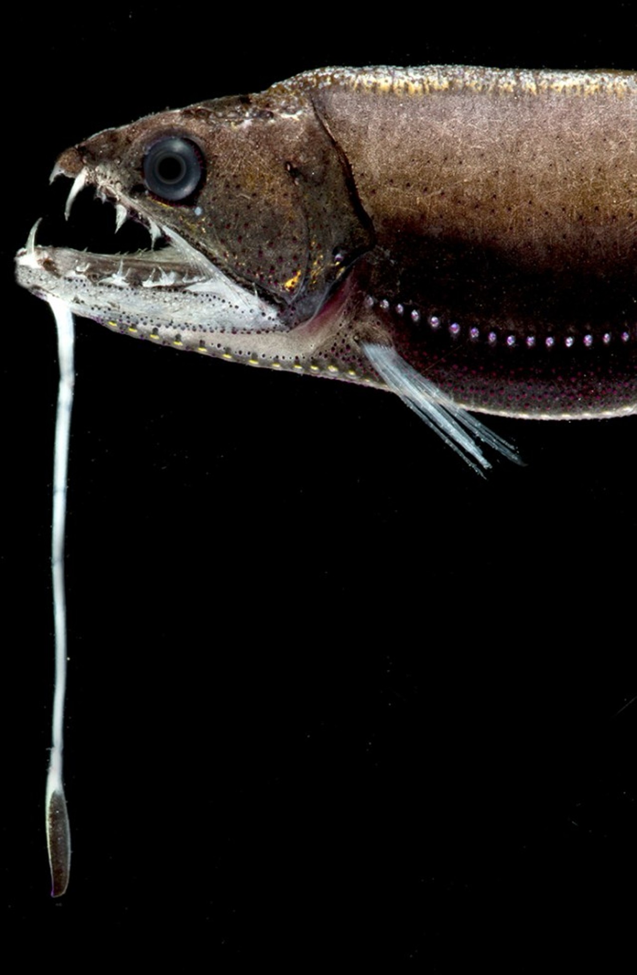 Filamentous Dragonfish, aka Snaggletooth (Astronesthes gemmifer)