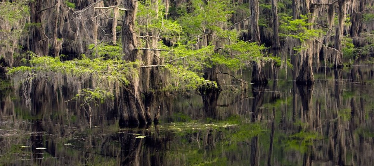 Caddo Lake 
Texas is interwoven with innumerable creeks and rivers, but we&#146;re pretty short on natural lakes. Caddo Lake, a cypress swamp full of wildlife, is one of these few lakes in Texas, with Green Lake being about the only other one. Caddo Lake was serendipitously created by a log jam a long time ago and is full of creatures that weren&#146;t stocked there by the city, like Dr. Seuss-looking alligator gar. 
245 Park Road 2 , Karnack, TX 75661 
Photo via tpwd.texas.gov