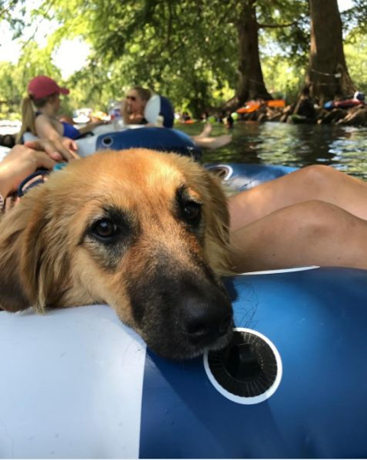 San Marcos River
221 Sessom Drive, San Marcos, (512) 393-5930
At the San Marcos River, we can all float on okay (and for free). 
Photo via Instagram, a_pup_named_indy_