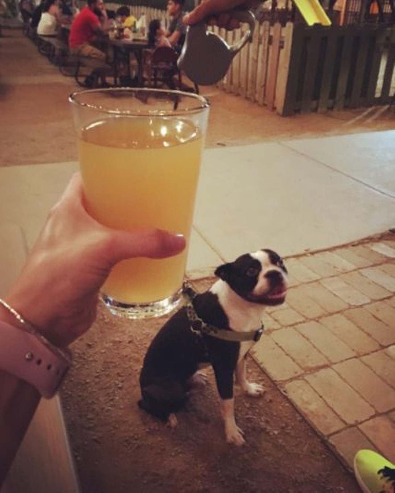 The Cove  
606 W. Cypress St., (210) 227-2683
You won&#146;t have to feel guilty for leaving your pet behind at this restaurant and bar. The cove is 100% animal friendly &#151; they even have a dog park. 
Photo via Instagram, moi.diane