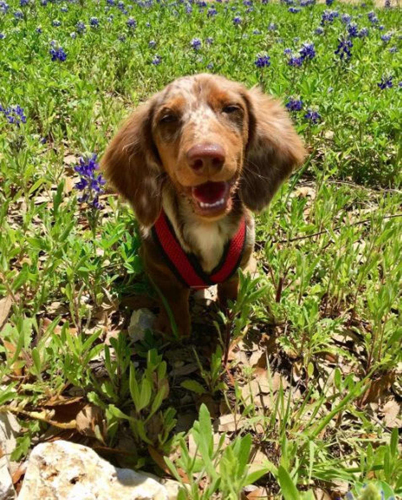 Take the pups to Phil Hardberger Park
13203 Blanco Road, (210) 492-7472, philhardbergerpark.org
Because how could you ever leave this cutie at home?
Photo via Instagram, dex_dachshund