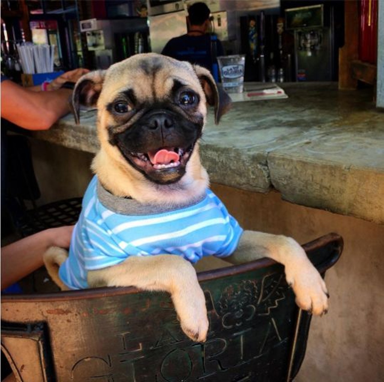 La Gloria  
100 E. Grayson St., (210) 267-9040 
La Gloria treats its four-legged customers like royalty. Stop at the Pearl with your pup for some drinks at La Gloria and then a walk around the square. 
Photo via Instagram,unclefrankthepug