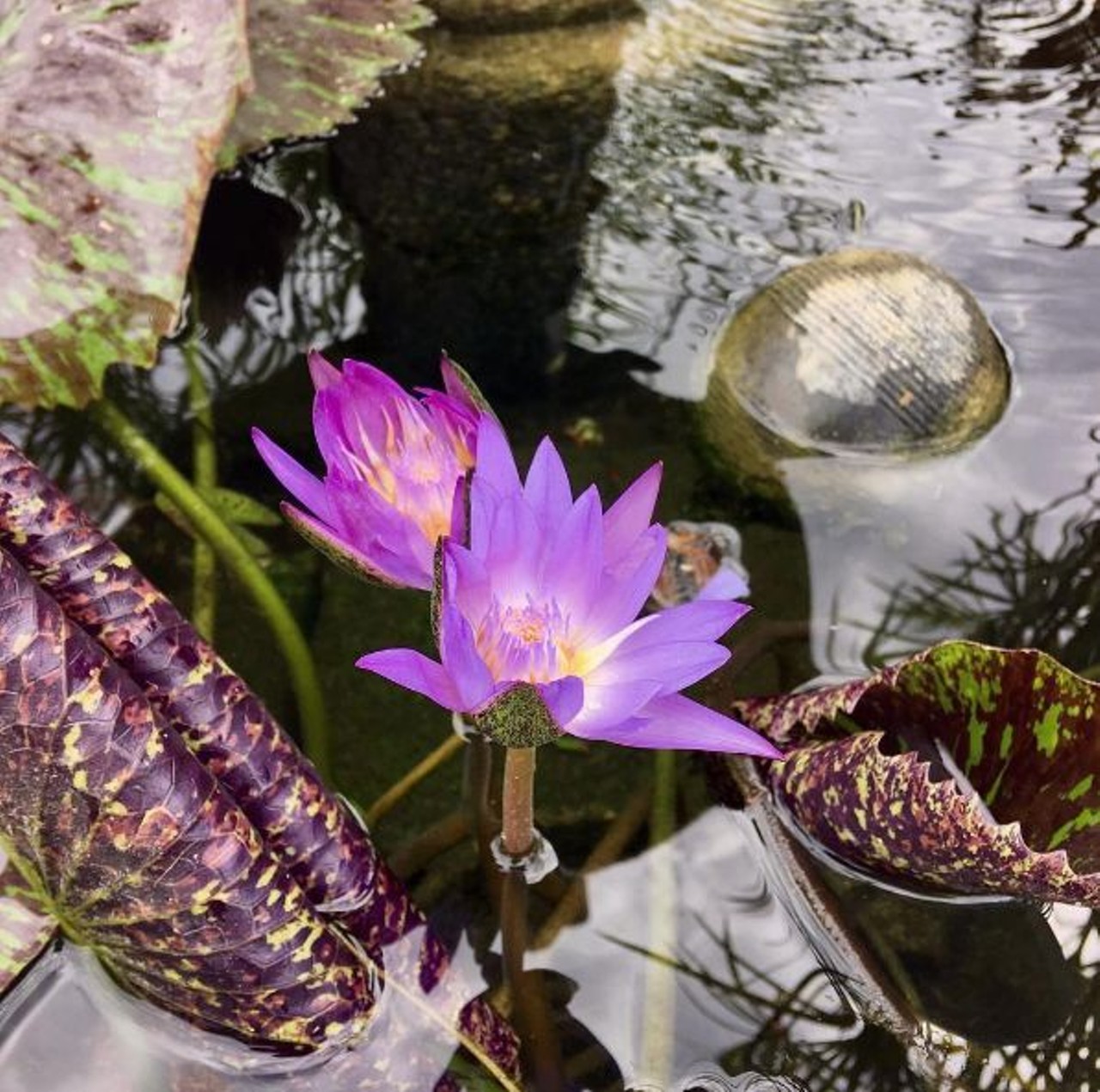 See what&#146;s blooming at the Botanical Garden
555 Funston Pl, (210) 207-3250, sabot.org
What better time of year to admire the garden than spring?
Photo via Instagram, sethrho
