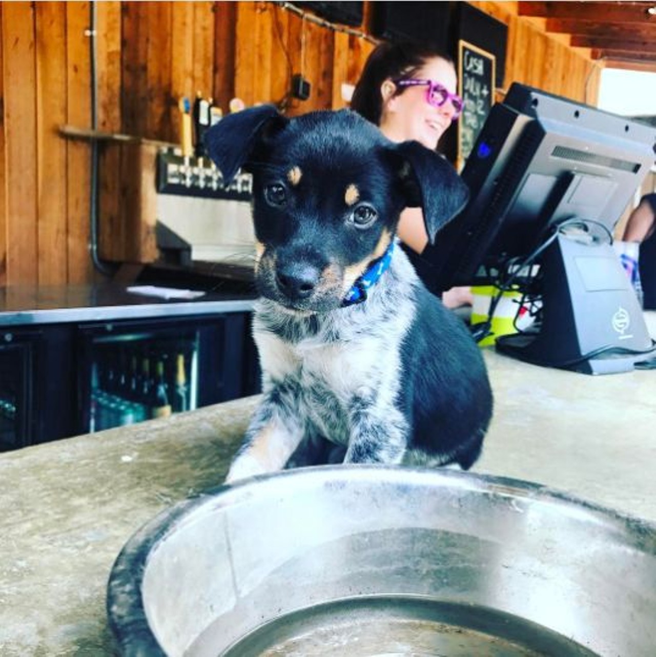 The Friendly Spot Ice House  
943 S. Alamo St., (210) 224-2337 
Catch a game on the Friendly Spot&#146;s huge projector screen while sipping on an ice-cold beer. Your pet will love the outdoors and all of the other four-legged friends that are sure to be there.
Photo via Instagram, taytayindawind