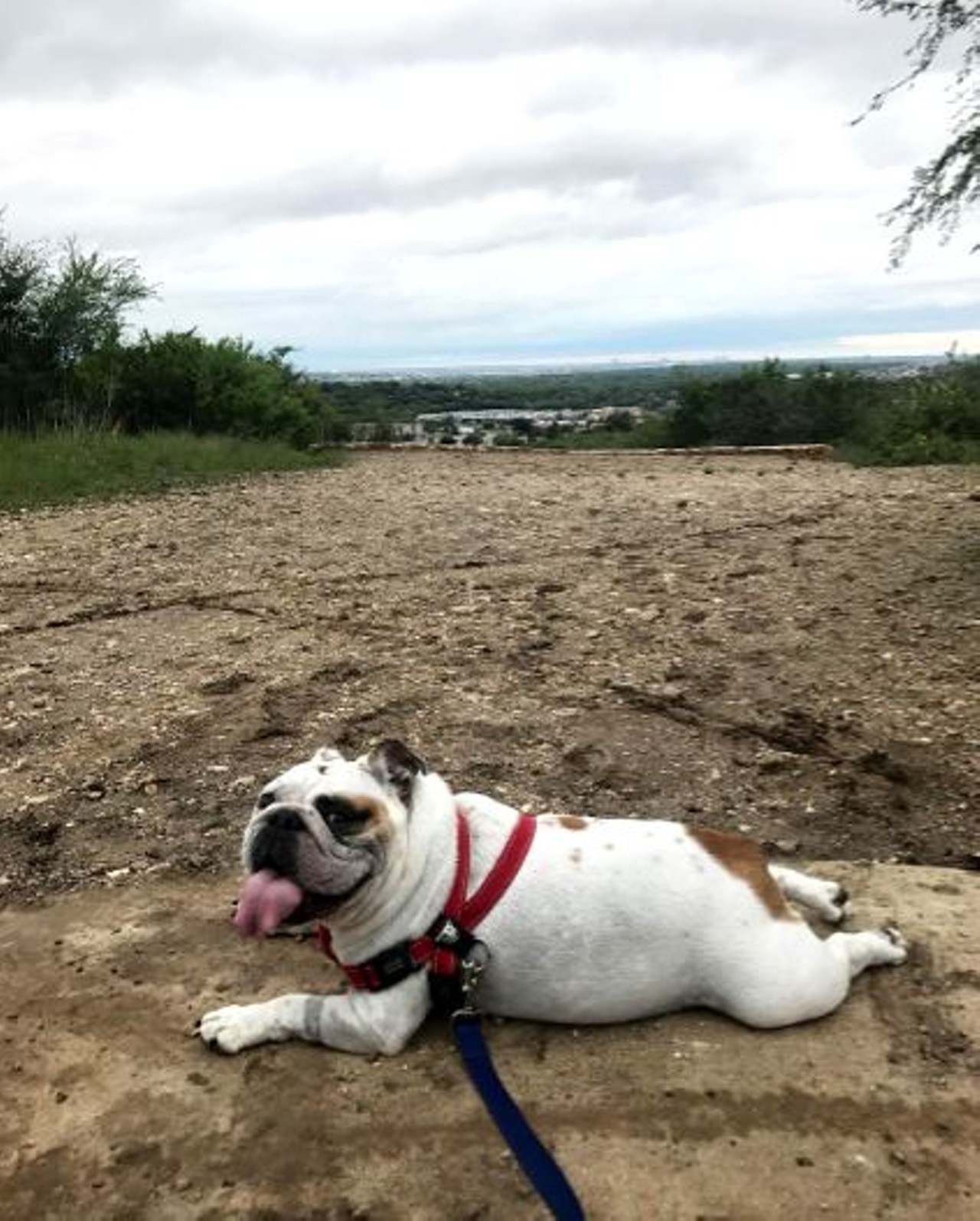 The 17 Best Off-Leash Dog Parks in San Antonio (2022) - The Dog