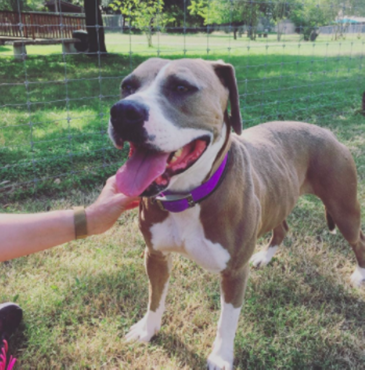 Myra
“Hi, my name is Myra. I am a 3 year old American Staffordshire Terrier mix. I’m brown and white. I like to be goofy and play with you. I’m strong so I will need some training on the leash. I am friendly and would like to go home with you!”