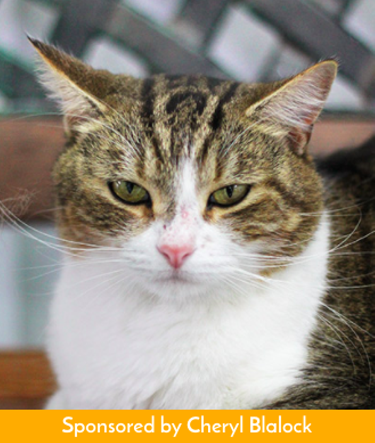 EddyHello there! I am Eddy. This is my best unimpressed expression. On a fun day, I get to lounge around, sleep, relax and just be lazy. That’s my idea of a fun day! If you feel the same, then come by and meet me! I’ll be ready to show you the many unimpressed faces of Eddy! You can pet me if you want to and I’ll be totally fine with it. I’m just ready to move into a forever home where I can chill with you!
