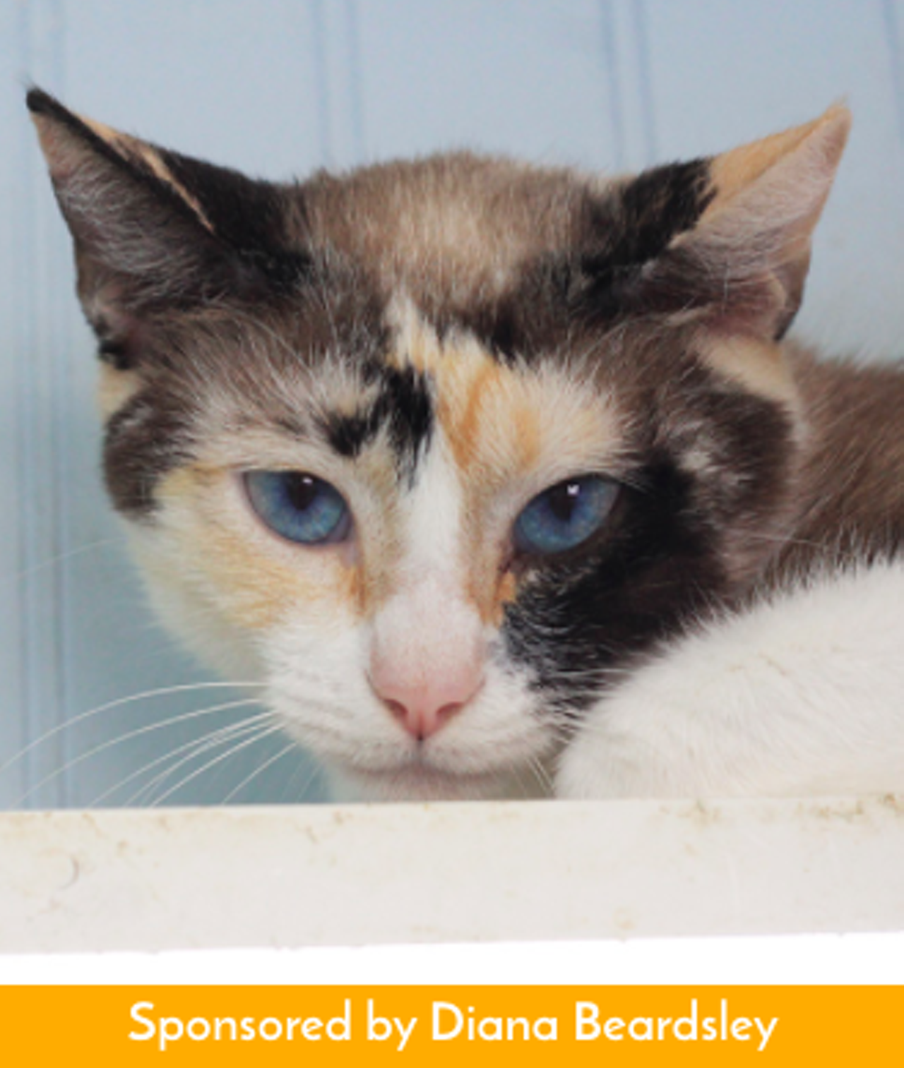 FrappeHi, I’m Frappe! I’m pretty shy and timid. I want to be adopted but I’m very observant. Someday maybe someday a family could take me some and care for me.