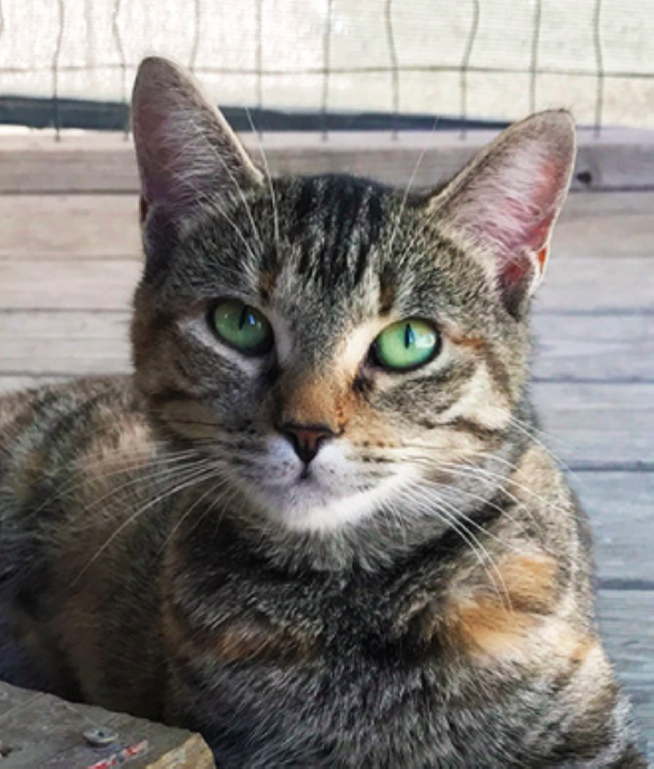 DisneyHi, I’m Disney. I was brought to ADL from Best Friends Animal Society who was working with ADL to transfer Hurricane Harvey pets into the shelter. Now I’m here and ready to find my forever home. I am a nervous kitty! Please go slow with me when we meet. I’m waiting for a special person who’ll give a shy kitty like me a chance to be loved forever. If you think you can be that special person for me, then please consider giving me a chance!