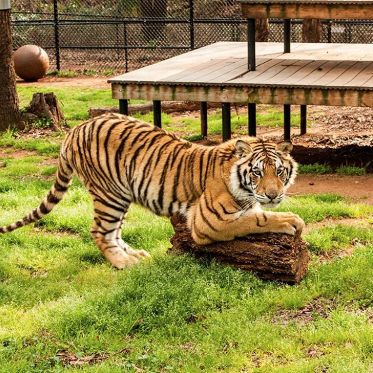 Tiger Creek Wildlife Refuge
17552 FM 14, Tyler, (903) 858-1008
Love cats? You’ll find some big ones here at the 150-acre refuge. Home to more than 40 rescued tigers and other wild cats that have been abused, neglected or displaced, Tiger Creek lets you learn more about these majestic animals up close – safely, of course.
Photo via Instagram / tiger_creek