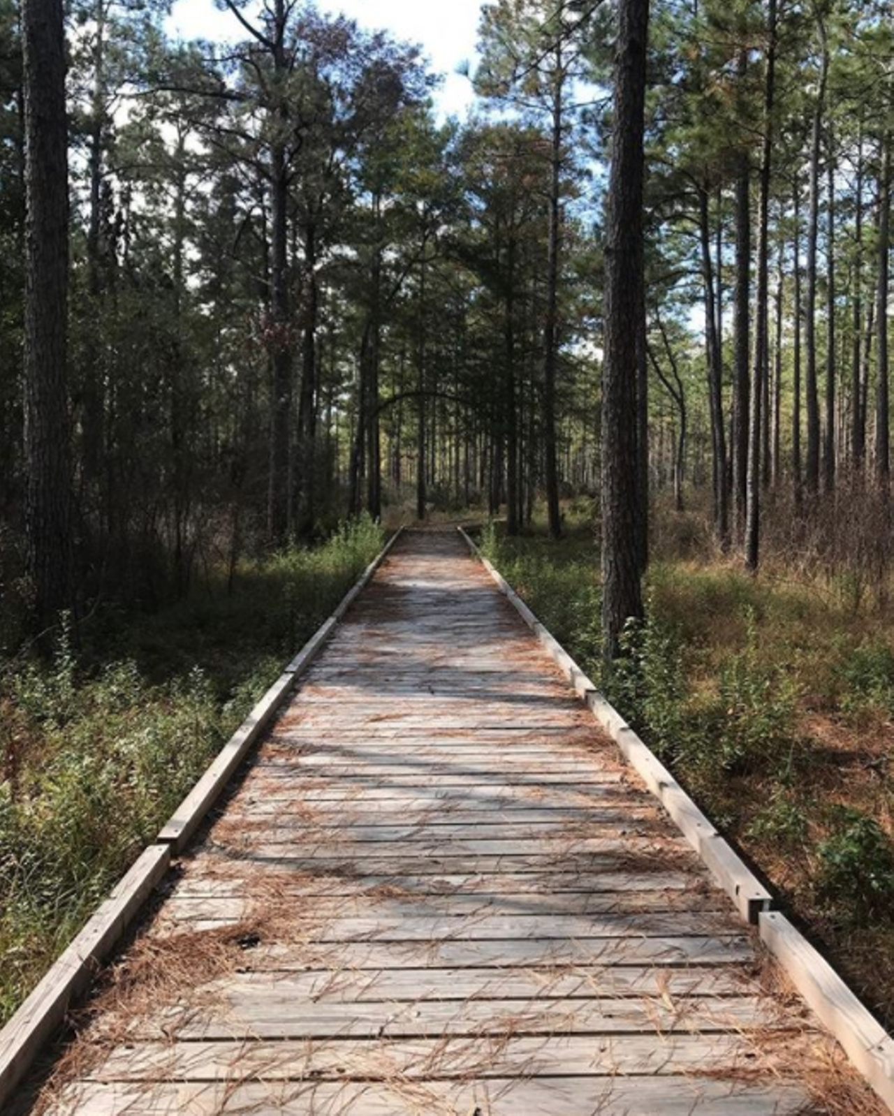 Big Thicket National Preserve
FM 420, Kountze, (409) 951-6800
We’ve all been to Garner, Lost Maples and Enchanted Rock since they’re so close to San Antonio, but treat you and the fam (or crew) out to Kountze to take in Big Thicket National Preserve. Here you’ll be able to hike and paddle, and there’s special activities just for the kids.
Photo via Instagram / hayley___lou