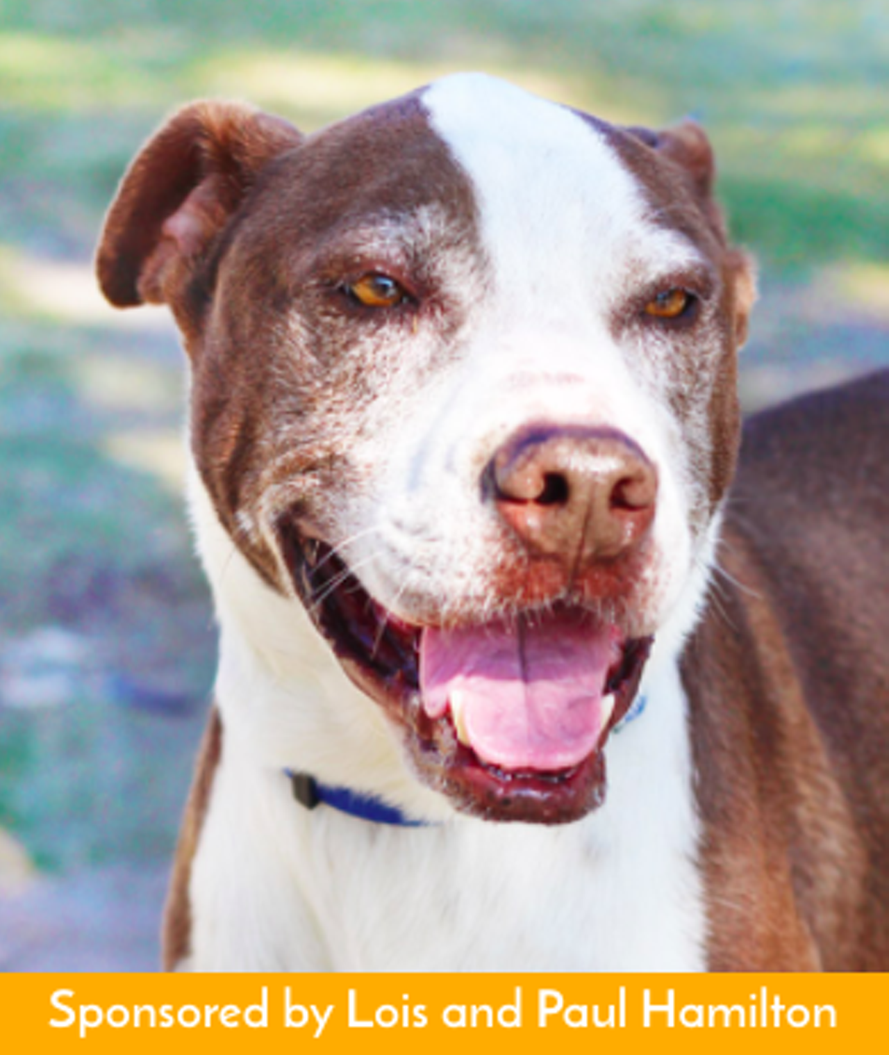 Dexter
"Hi, I’m Dexter! You want to play?!  I usually wiggle and smile when I see people. That’s why I’m smiling in my photos! I was happy to have my photo taken and be around people. Come by and see how excited I get when you meet me! I’ll be ready to greet you with a smile!"